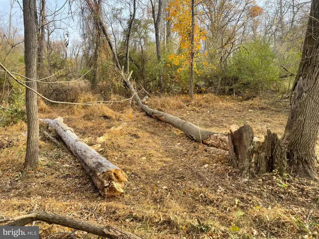 a view of a yard with trees