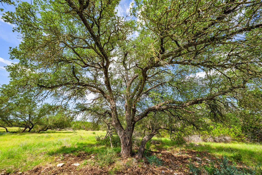 229 Lost Man Road Northwest Junction, TX 76849 - Photo 15 of 32 a view of a field with a tree