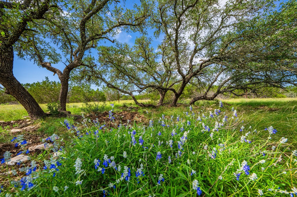 229 Lost Man Road Northwest Junction, TX 76849 - Photo 16 of 32 a backyard of a house with lots of green space