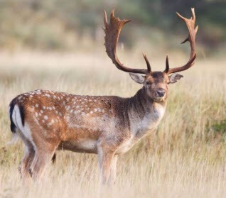 229 Lost Man Road Northwest Junction, TX 76849 - Photo 32 of 32