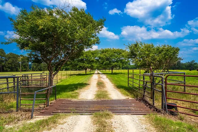 a view of a yard with large trees