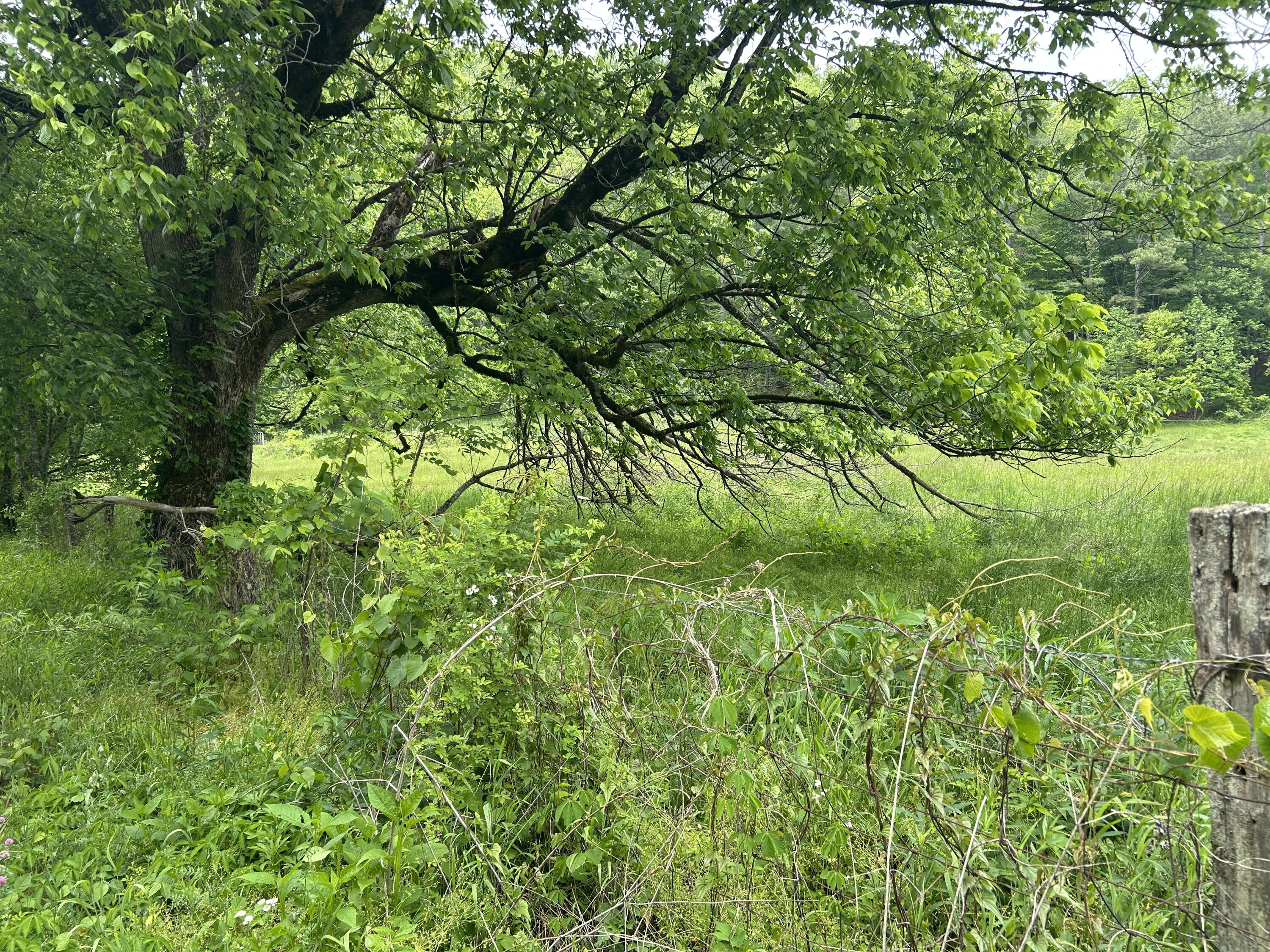 0 Jacks Creek Road Oneida, KY 40972 - Photo 3 of 7 (Upload-from-mobile-1778091116)IMG_5631