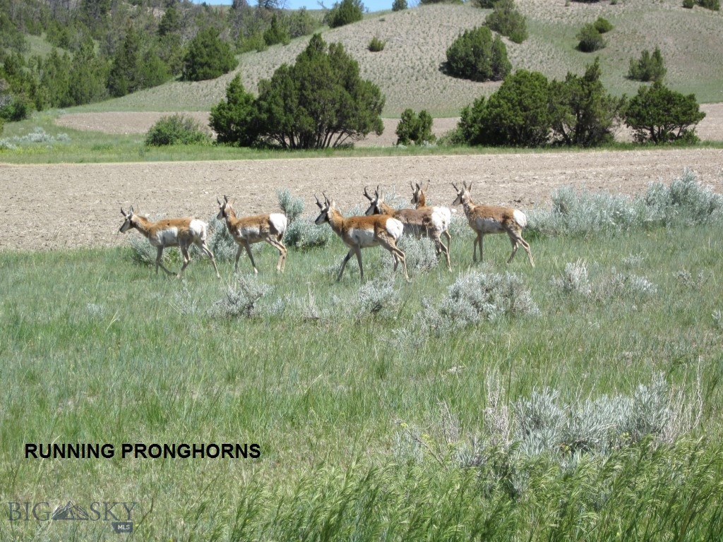 Lot 768 Miller Canyon Road Three Forks, MT 59752 - Photo 11 of 25 Gallery Image 11