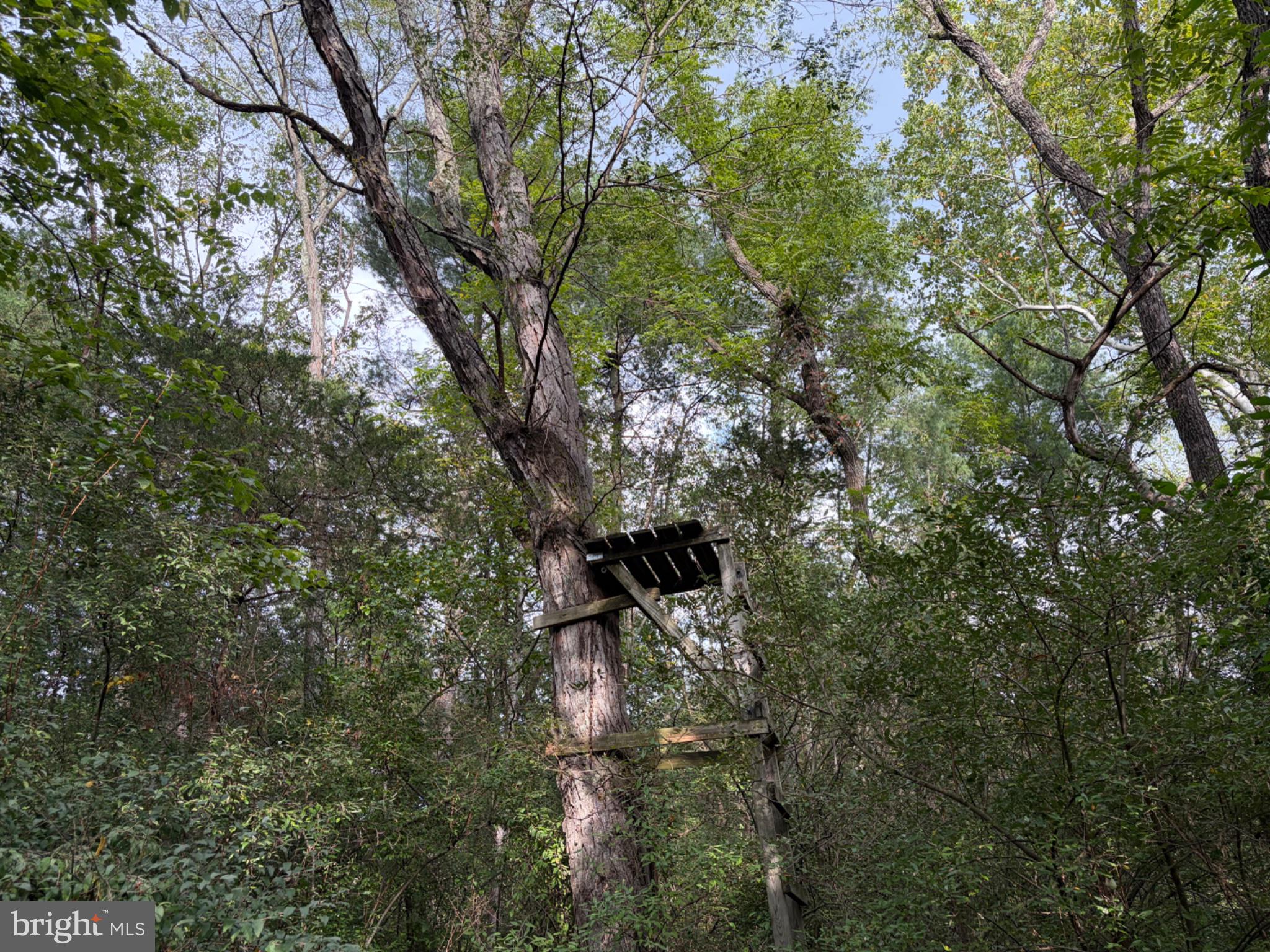 2983 Old Winchester Road Boyce, VA 22620 - Photo 83 of 98 Here is a tree stand waiting for you to occupy.