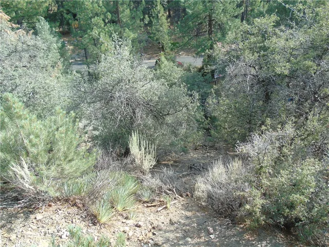 a view of a forest with lots of trees