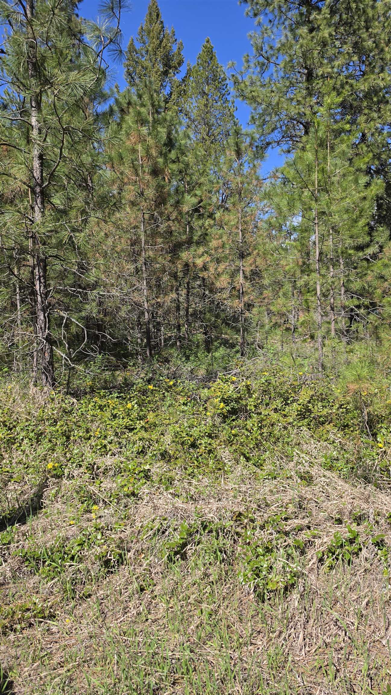 230-xx North Crescent Road Colbert, WA 99005 - Photo 19 of 24
