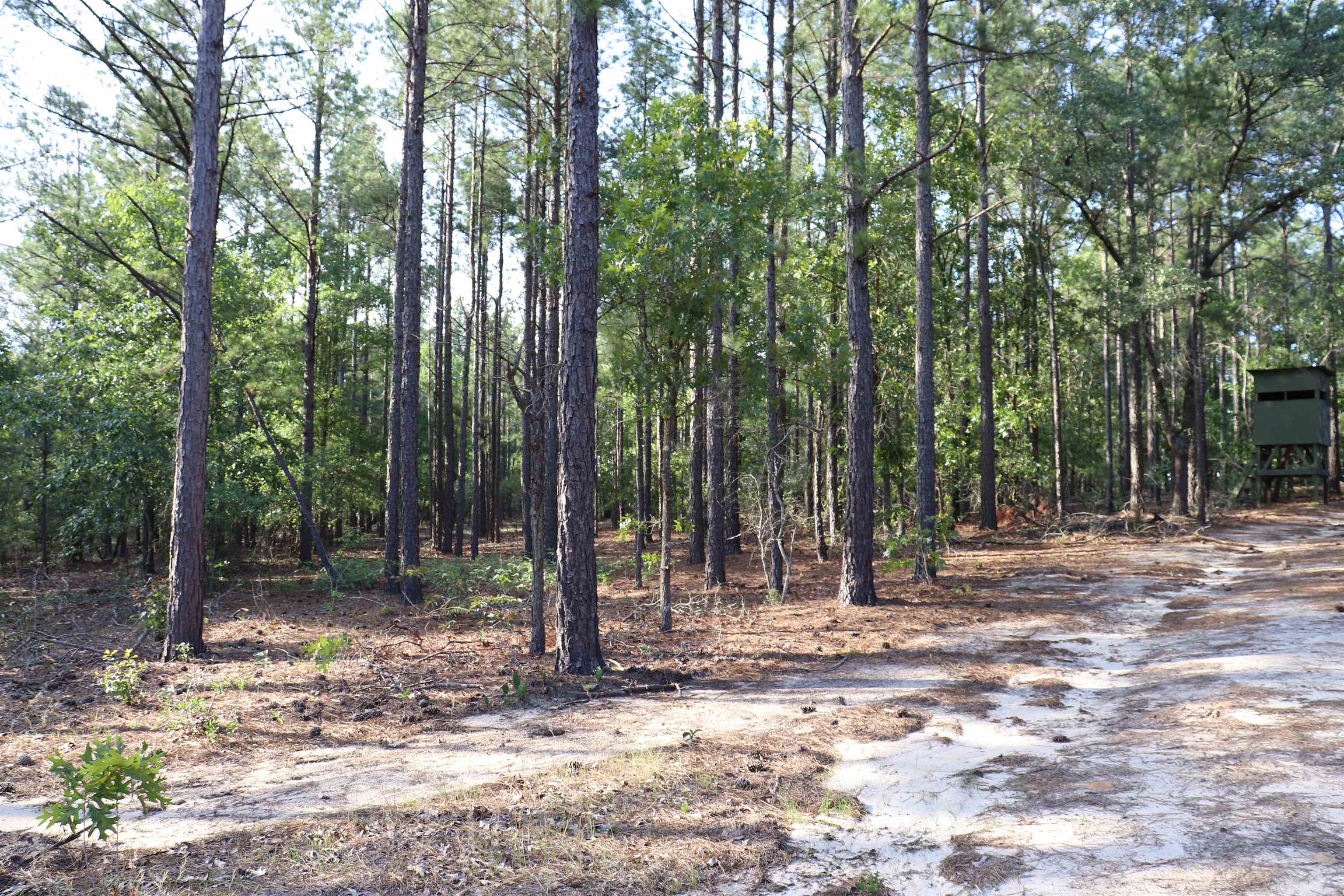2631 Charlie Johnson Road Bethune, SC 29009 - Photo 26 of 29