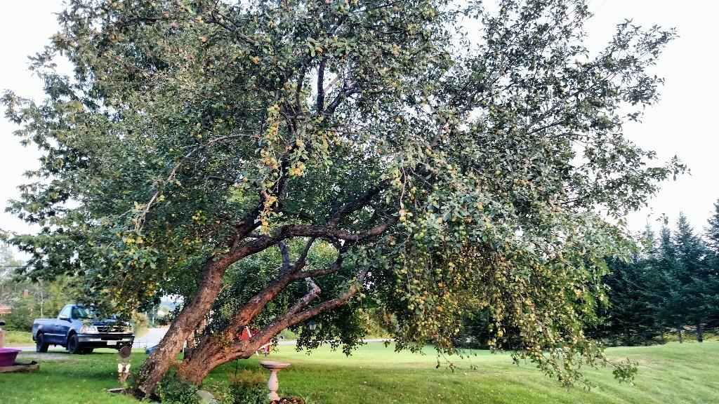 1169 Intervale Road New Gloucester, ME 04260 - Photo 22 of 23 Apple tree next to home