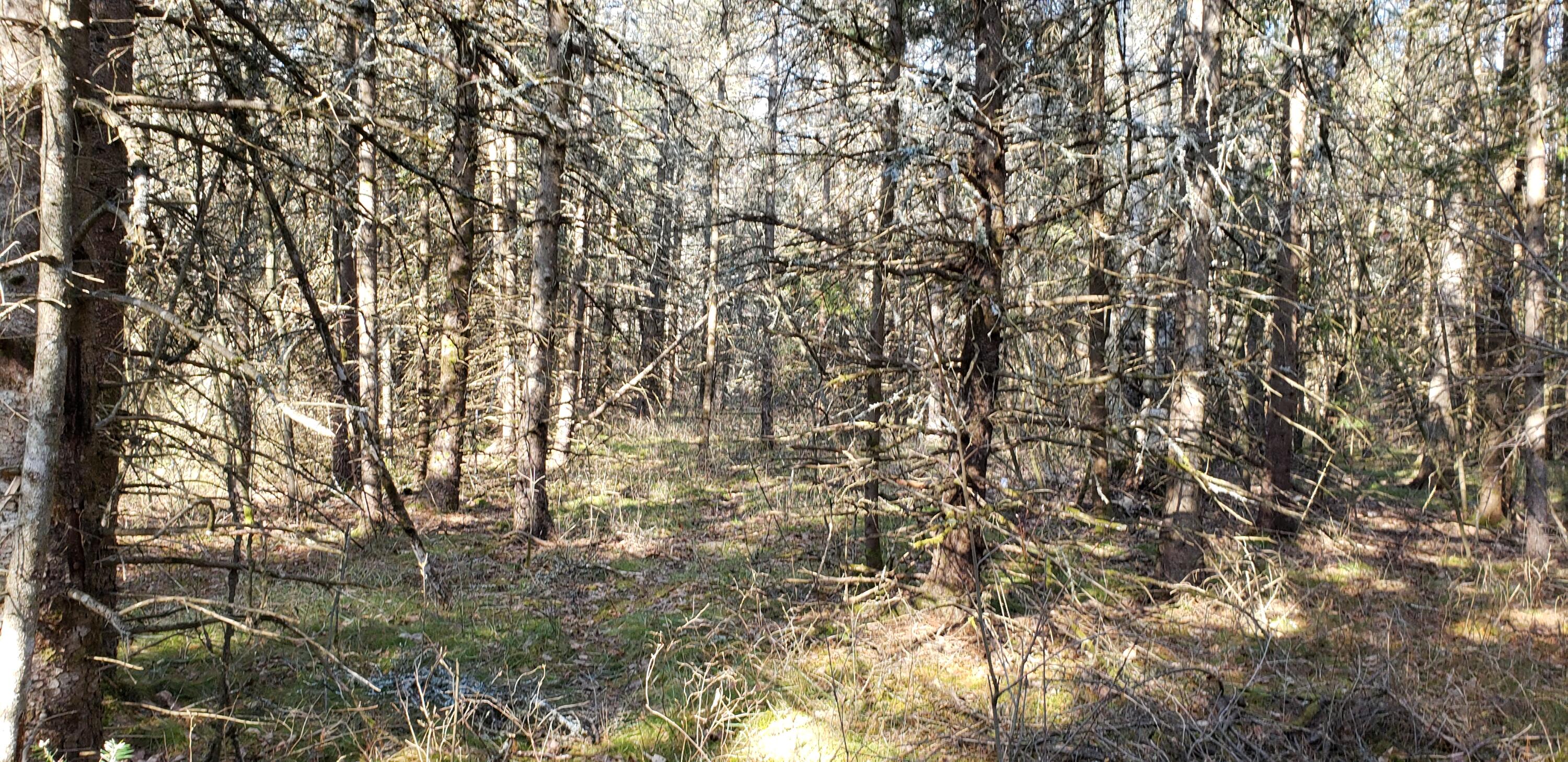 North Point Road Alpena, MI 49707 - Photo 22 of 25 Gallery Image 22