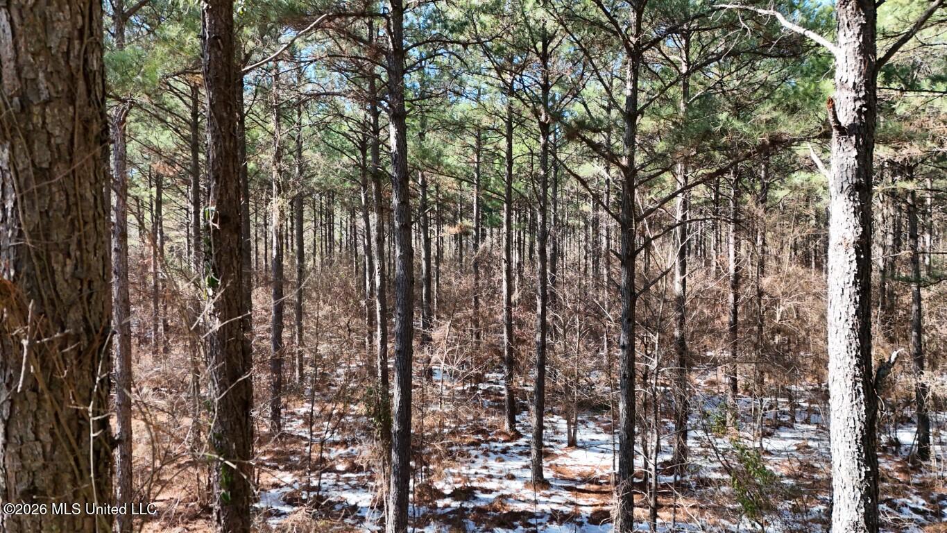Debutte Road Bastrop, LA 71220 - Photo 14 of 28 DJI_20260202134831_0141_D (Medium)