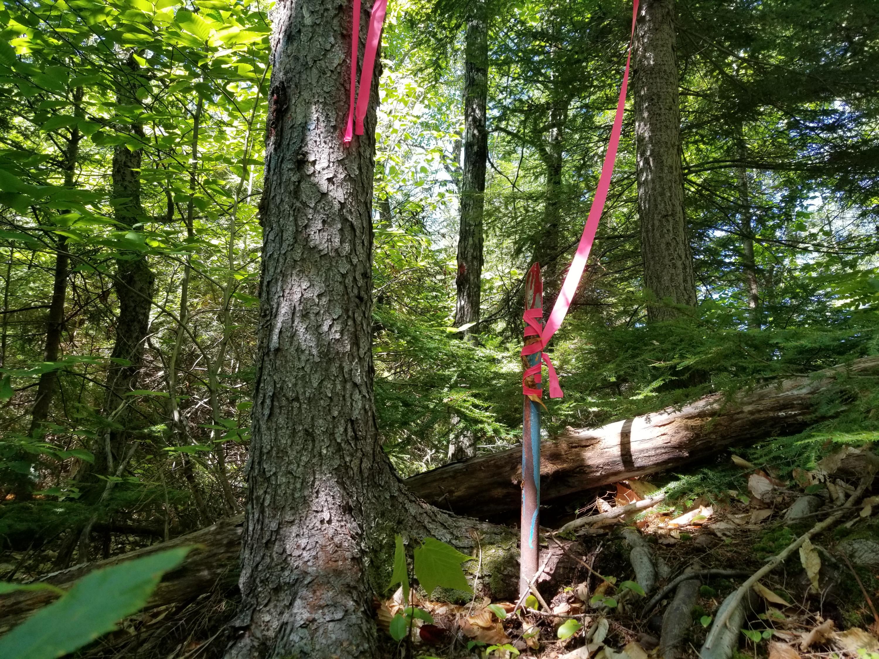 0 Weld Road Phillips, ME 04966 - Photo 15 of 47 20190905_132556