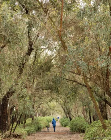 a view of a city with lush green forest