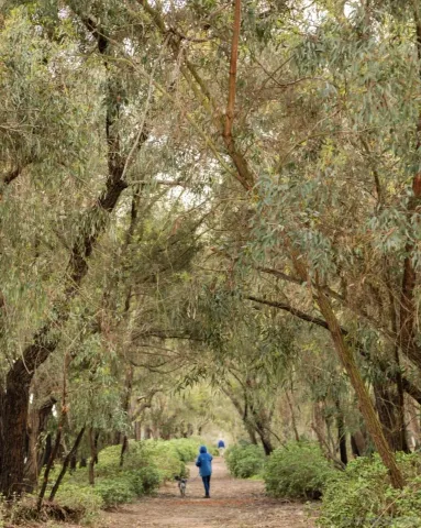 a view of a city with lush green forest