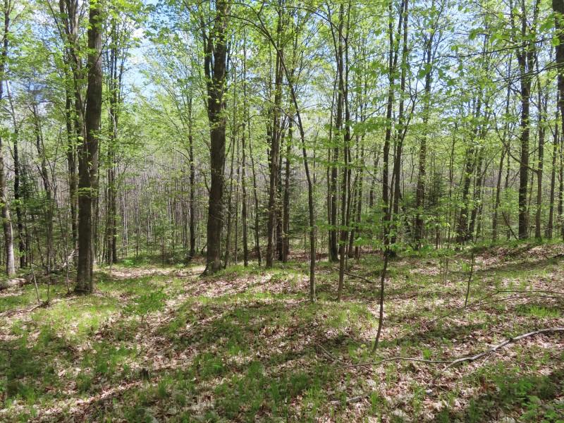 On Sand Lake Road, Unit 15 ACRES Crandon, WI 54520 - Photo 4 of 22 Gallery Image 4