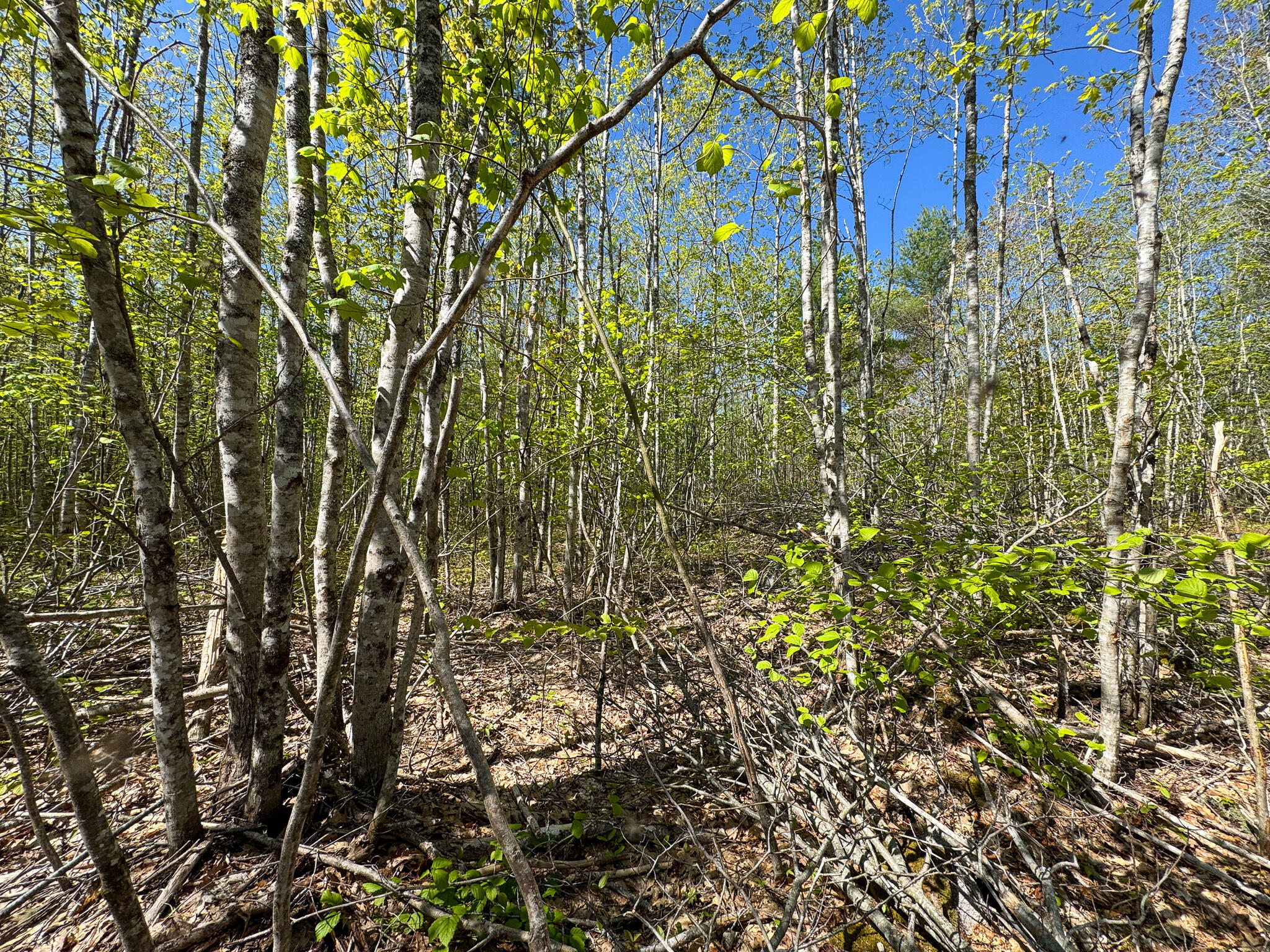 L16 Airline Road Cherryfield, ME 04622 - Photo 20 of 31 IMG_3816