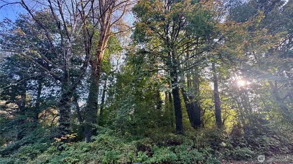 a view of forest