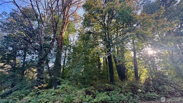 a view of forest