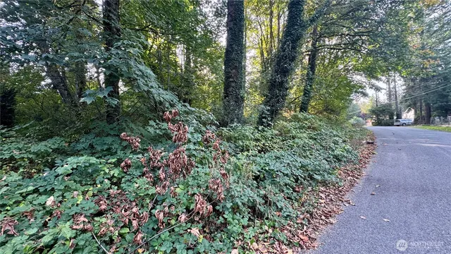a view of a lush green forest