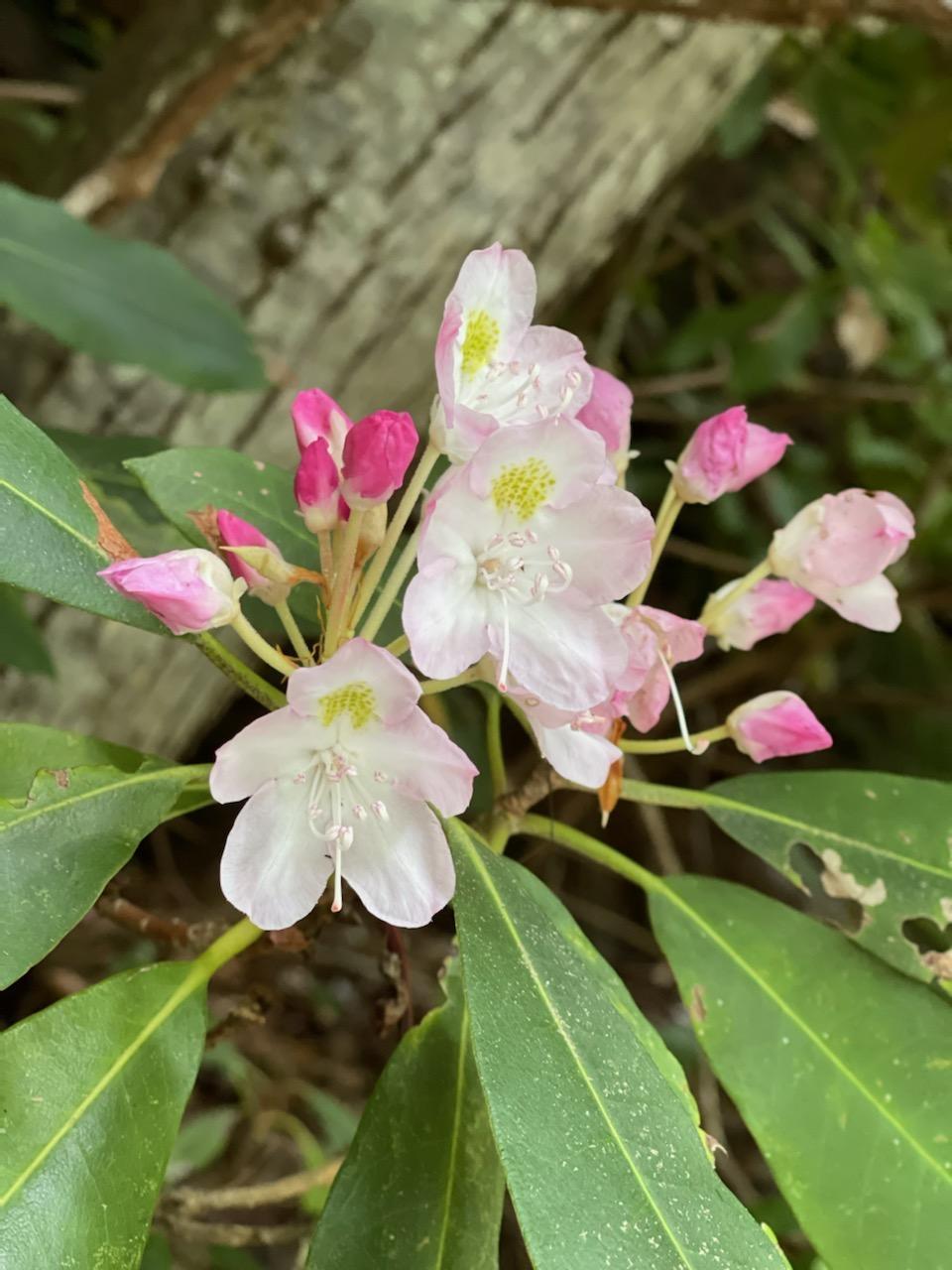 2359 Spivey Mountain Road Erwin, TN 37650 - Photo 23 of 33 3C1E7A9E-35A2-477E-8848-C4FFBA82B21A