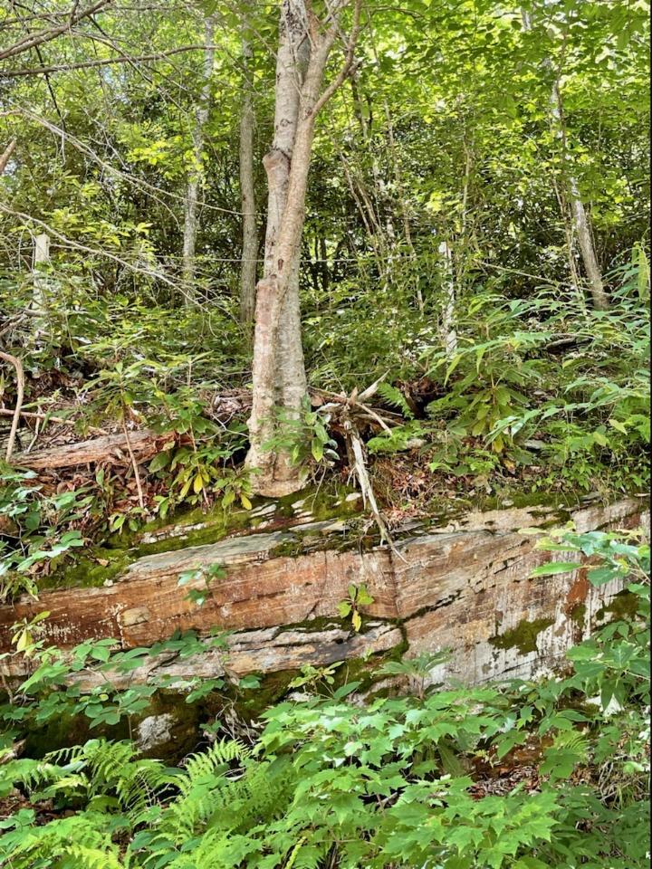 2359 Spivey Mountain Road Erwin, TN 37650 - Photo 25 of 33 5E9EE5A1-EA61-4377-8878-3BE1860BF8C6
