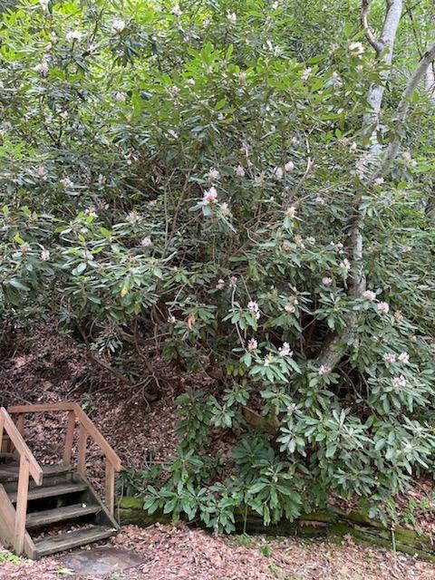 2359 Spivey Mountain Road Erwin, TN 37650 - Photo 28 of 33 DB0A2AAE-B804-43DE-9C4D-C562E8E44FF9