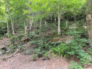 2359 Spivey Mountain Road Erwin, TN 37650 - Photo 29 of 33 D54B99B3-2099-432E-AA3E-0EC69F1FA05C