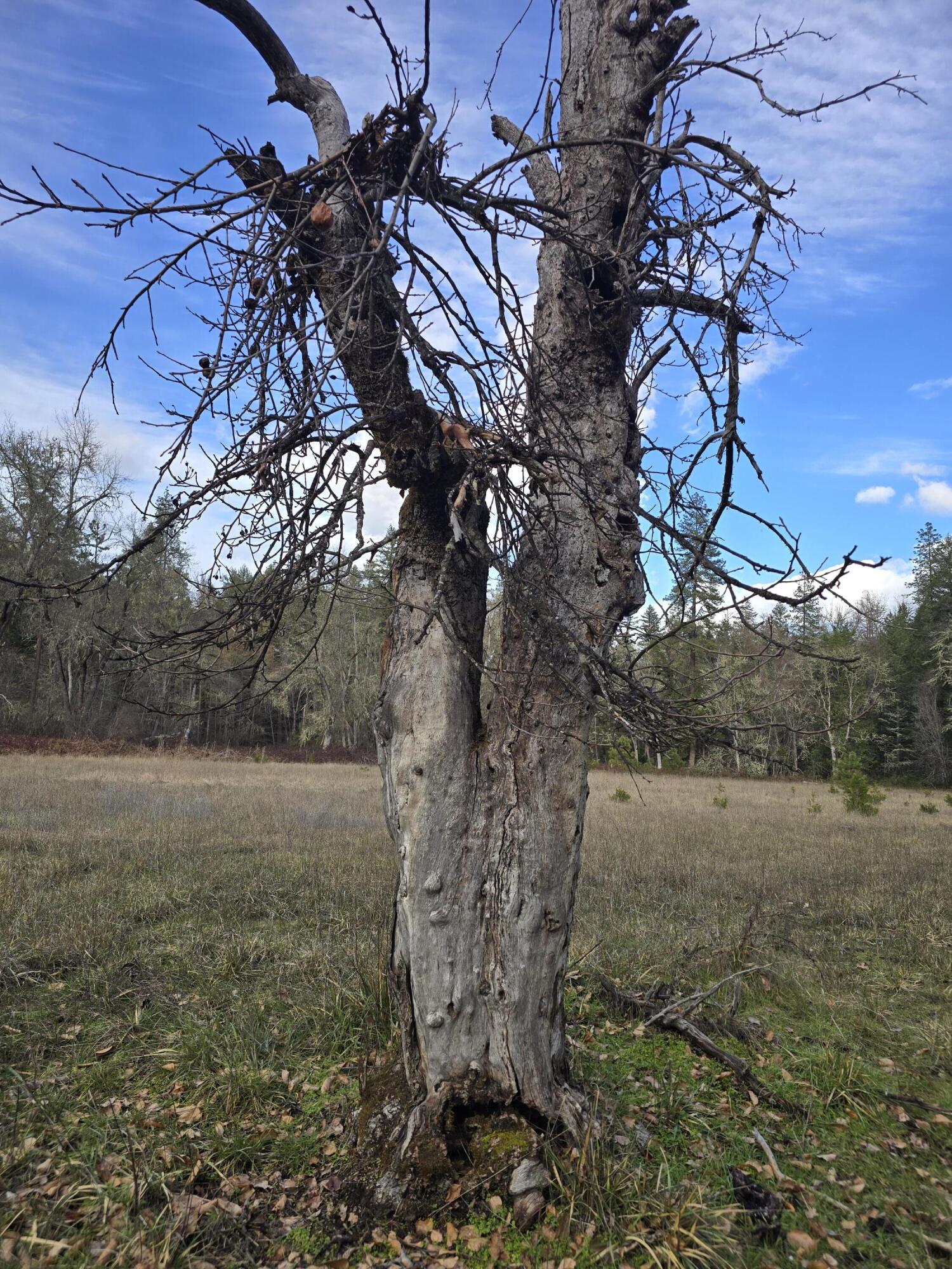 5000 Thompson Creek Road Jacksonville, OR 97530 - Photo 27 of 71 apple tree