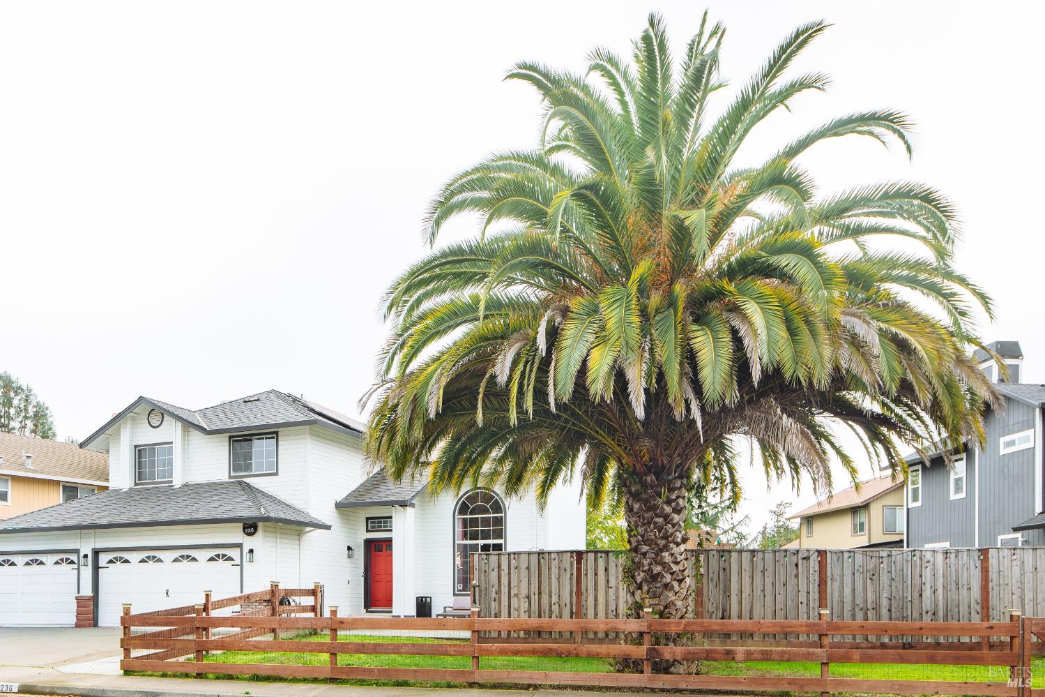 a view of a palm trees in a yard