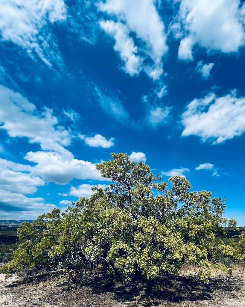 a view of a bunch of trees