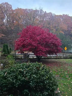 a view of a house with a yard and a large tree