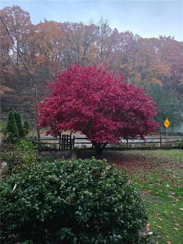 a view of a house with a yard and a large tree
