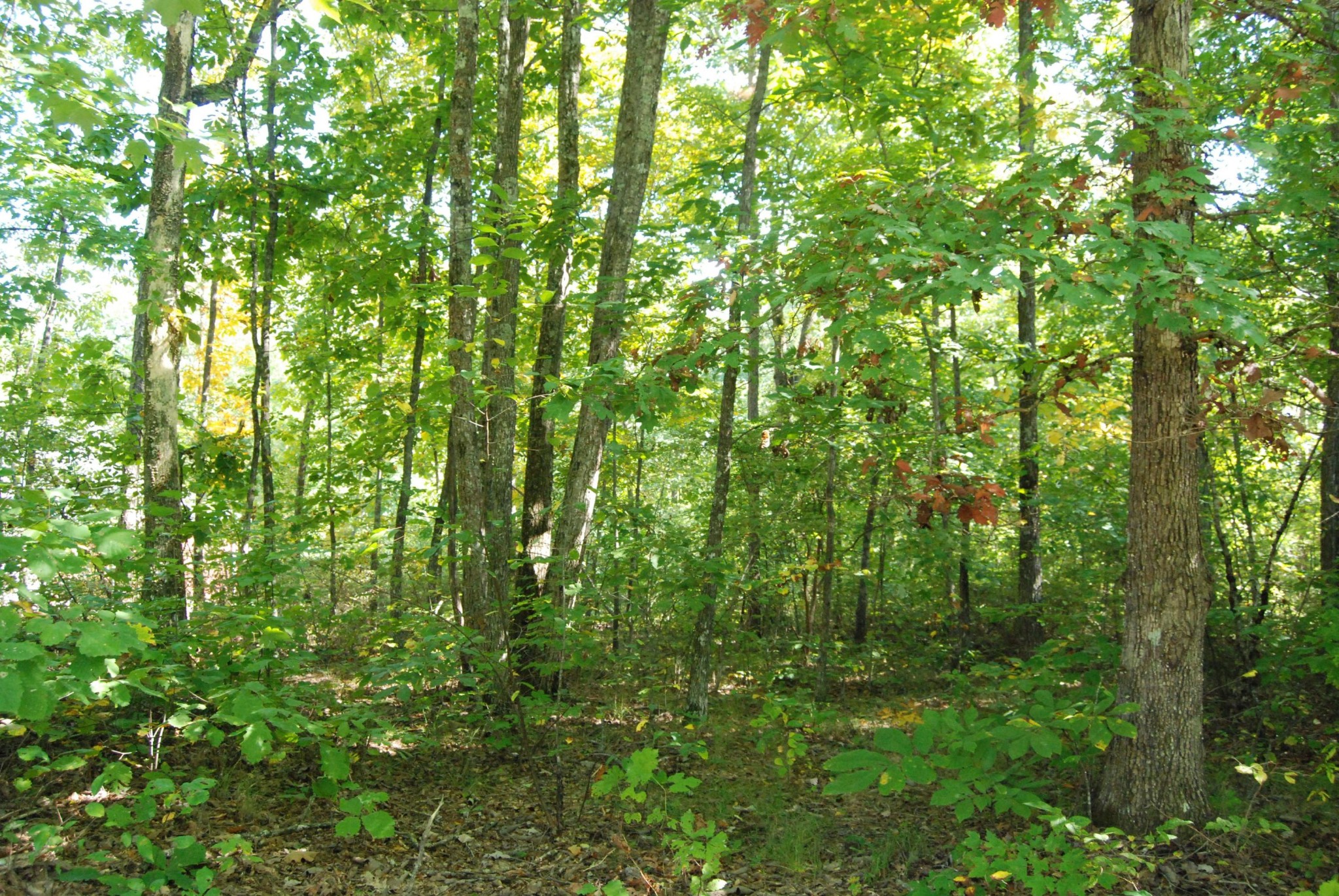 511 Spring Street Signal Mountain, TN 37377 - Photo 8 of 9