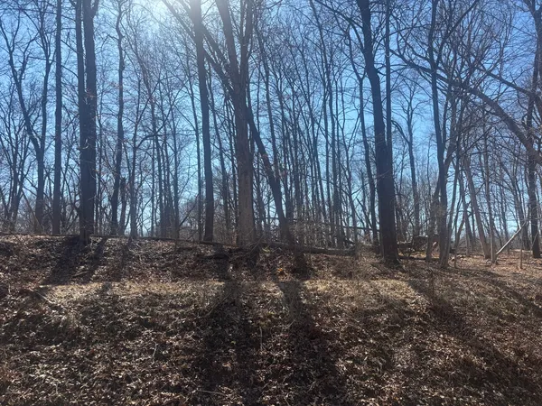a view of a yard with large trees