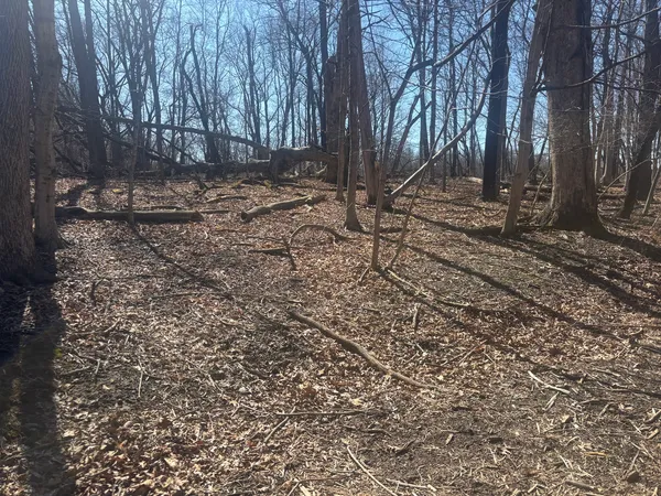 a view of yard with green space