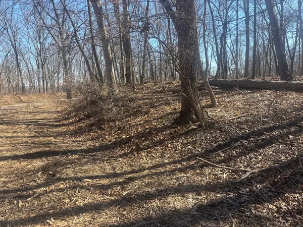 a view of a yard with plants and trees