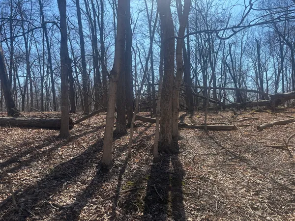 a view of a yard with trees