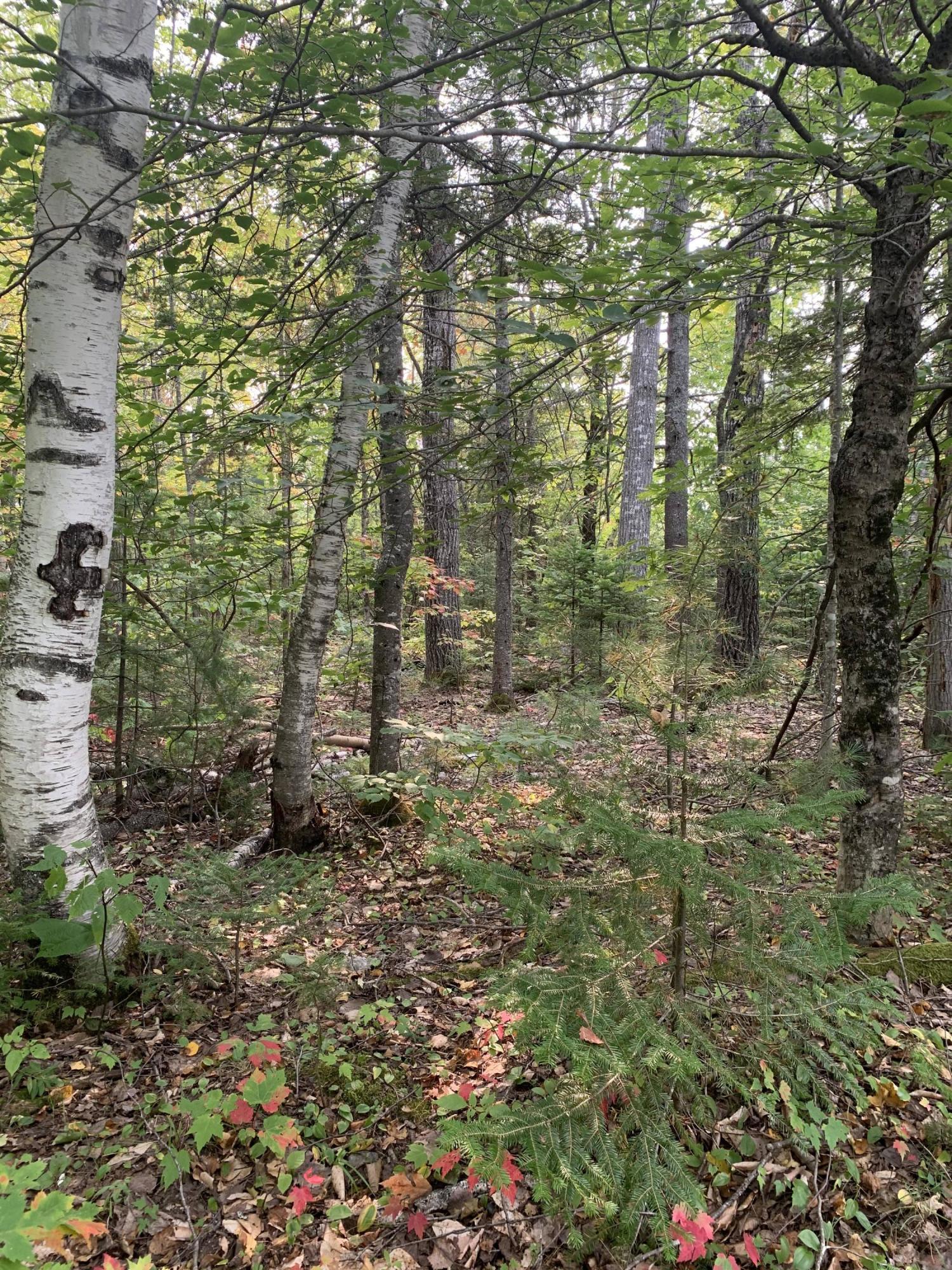 173 Pond Road Abbot, ME 04406 - Photo 3 of 5 IMG_6262