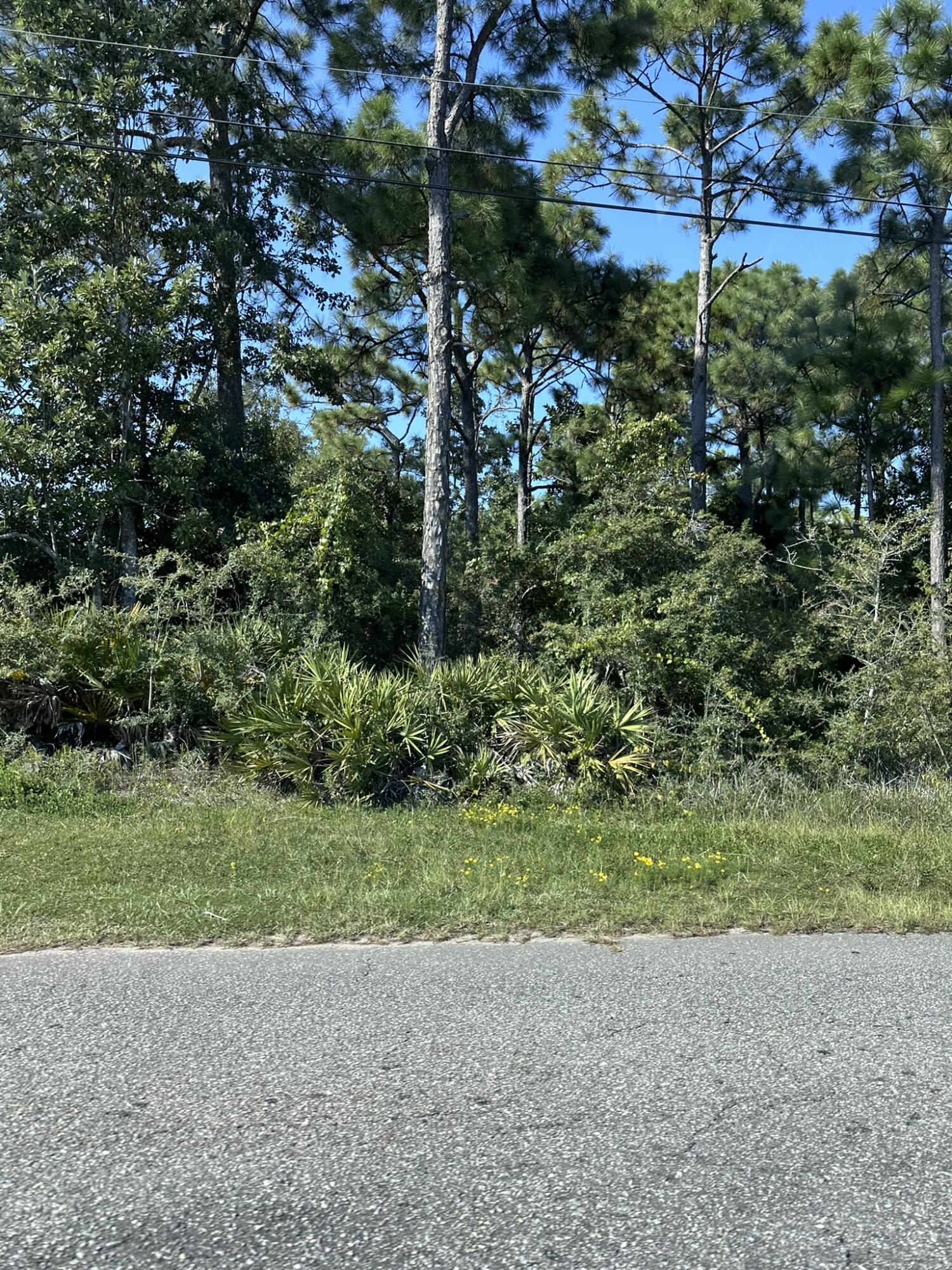 a view of a garden with a tree