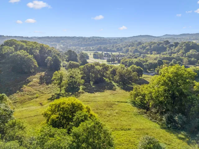 a view of a bunch of trees and bushes
