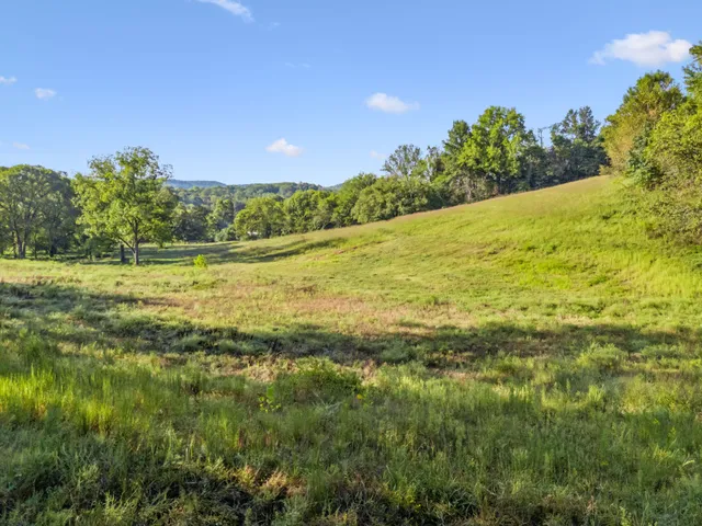 a view of a lake with a tree
