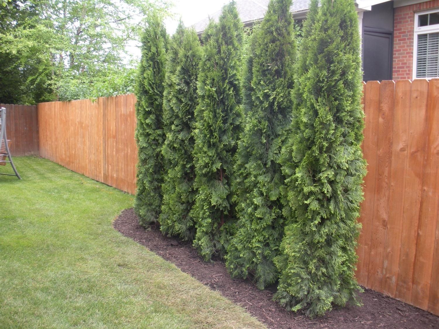 3205 Hemingway Lane Lexington, KY 40513 - Photo 2 of 42 5 NEW TREES! (Arborvitaes planted 5/19/1