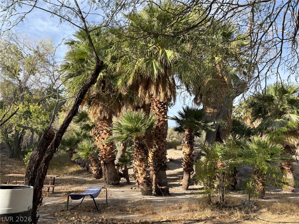 Gold Butte Road Bunkerville, NV 89007 - Photo 2 of 7 A tranquil oasis featuring towering palms and verdant foliage under an open sky.