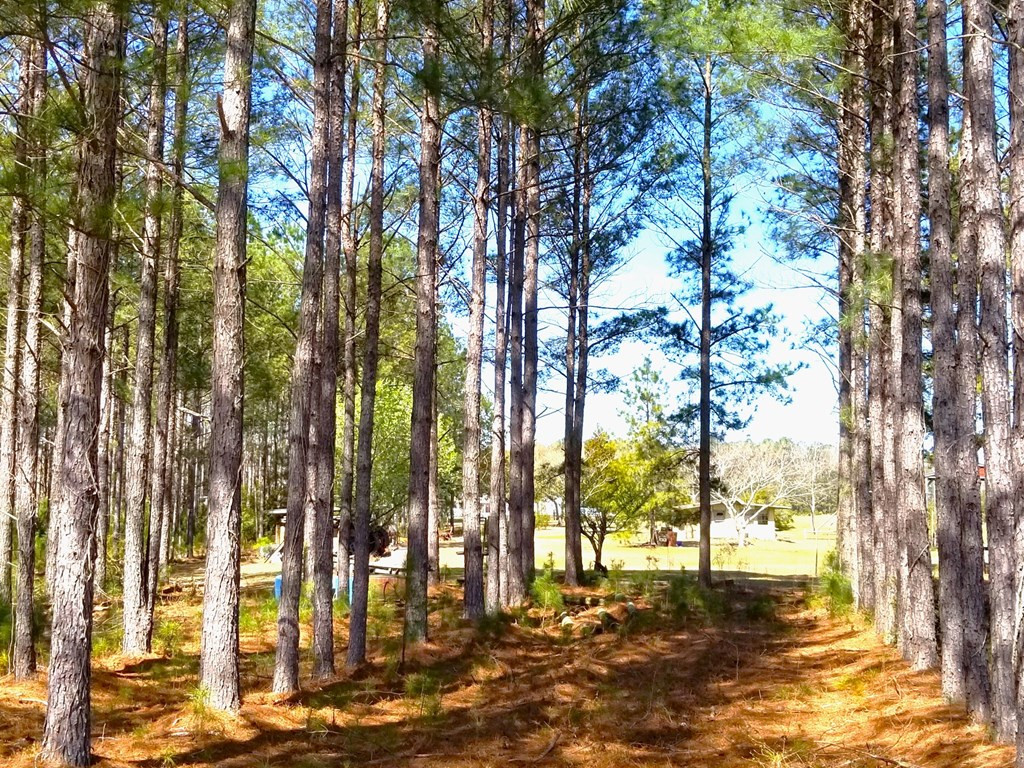 202 Backforty Road Elloree, SC 29047 - Photo 54 of 68