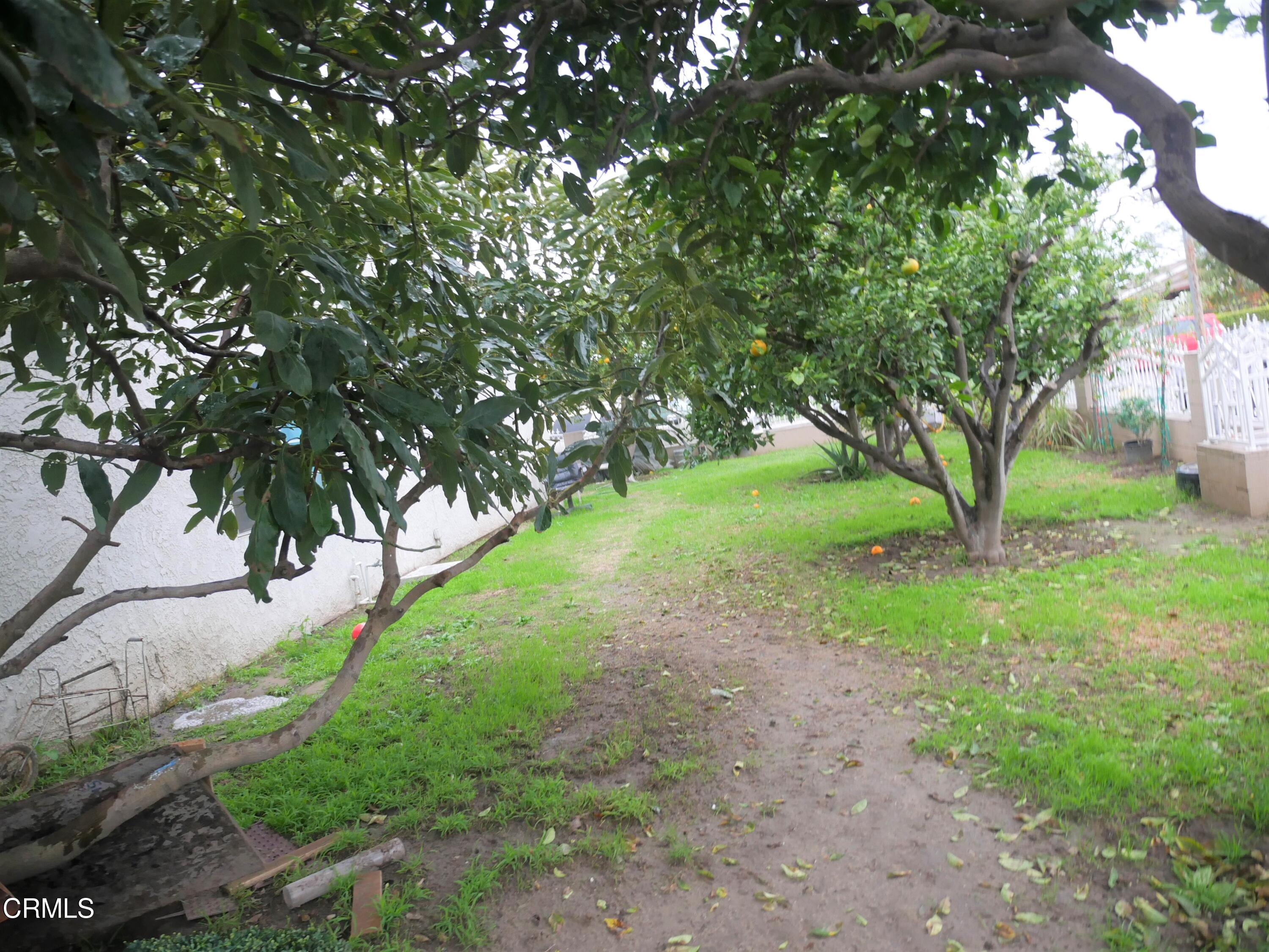 640 Tamarac Street Oxnard, CA 93033 - Photo 48 of 54 a view of a tree in the middle of a yard