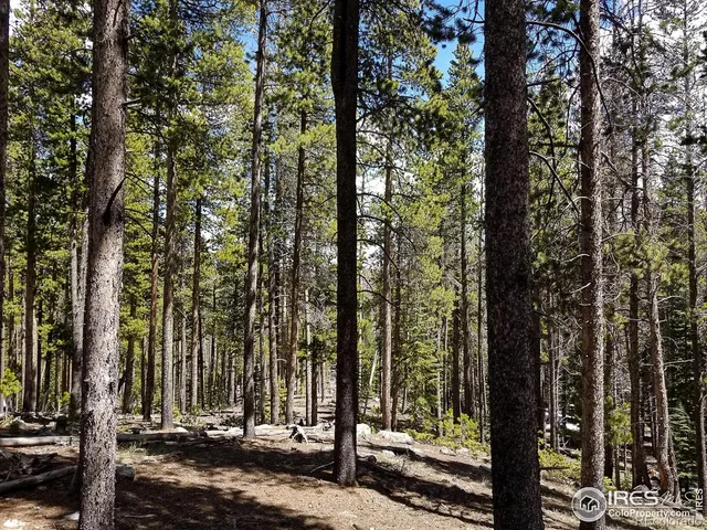 a view of a forest covered with trees
