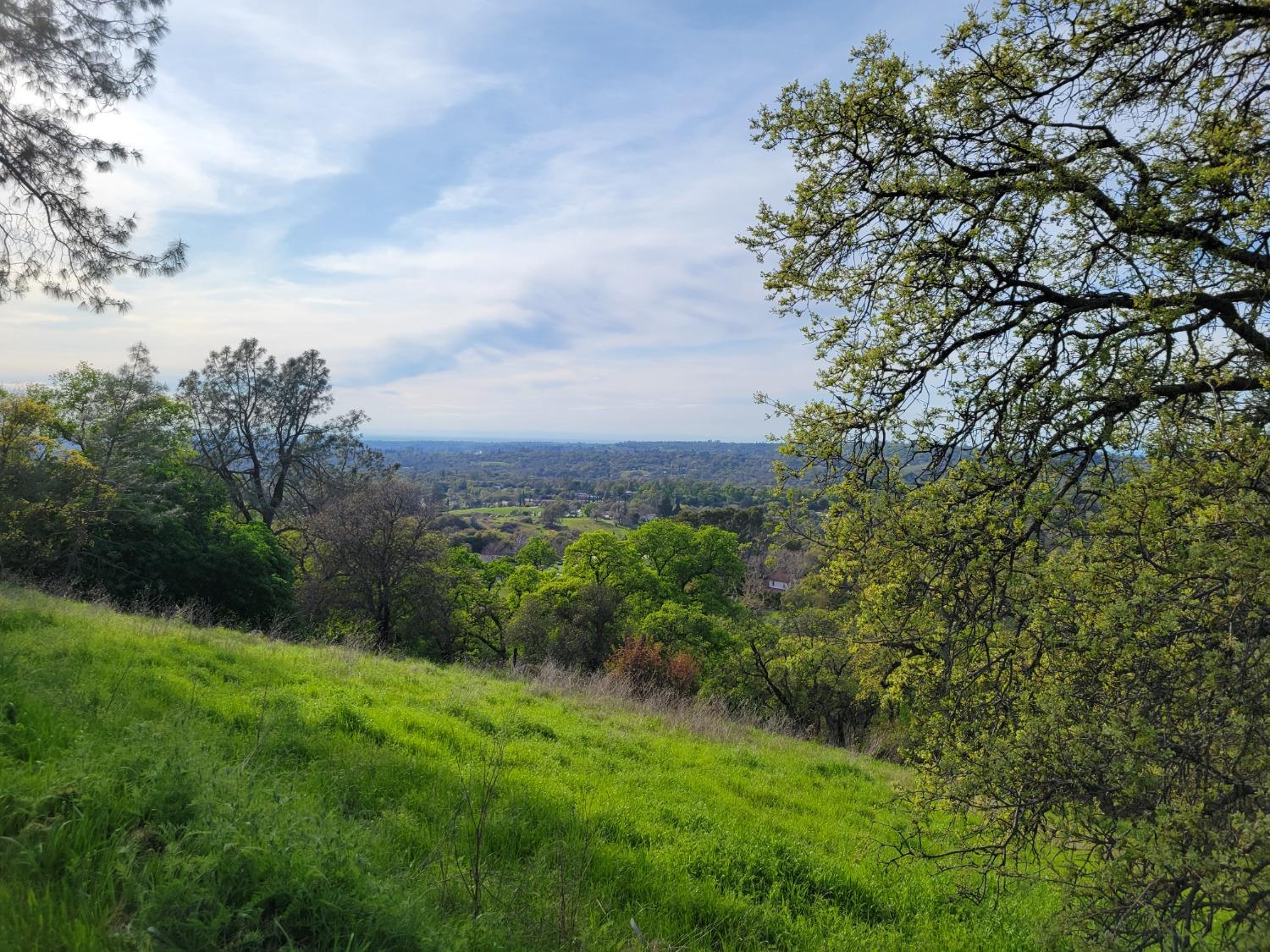 5 Oak Terrace Newcastle, CA 95658 - Photo 3 of 20 a view of a yard with plants and a large tree