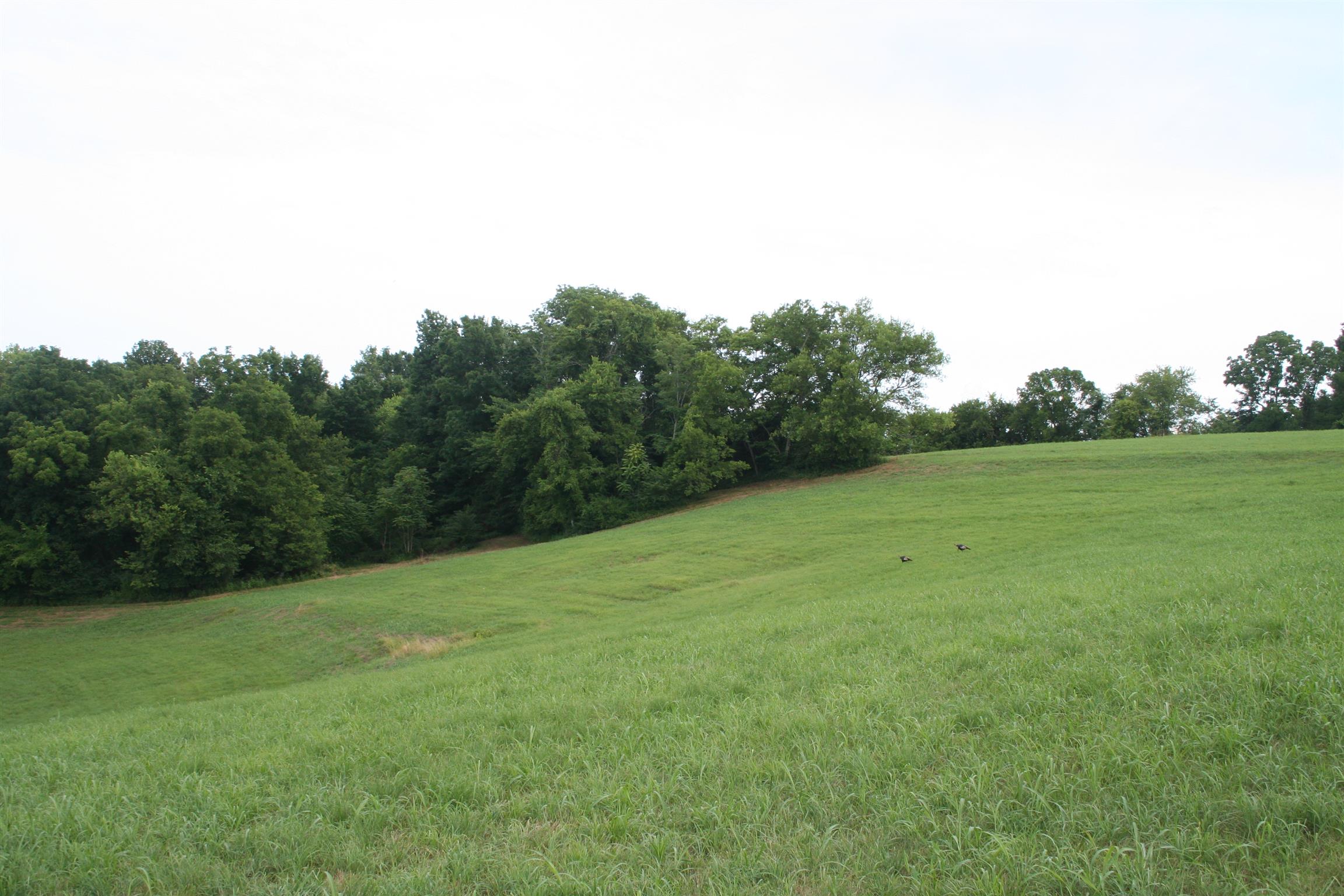 0 Rambo Hollow Road Lewisburg, TN 37091 - Photo 4 of 10 Gallery Image 4
