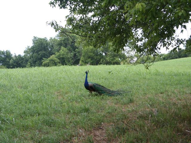 0 Rambo Hollow Road Lewisburg, TN 37091 - Photo 6 of 10 Gallery Image 6