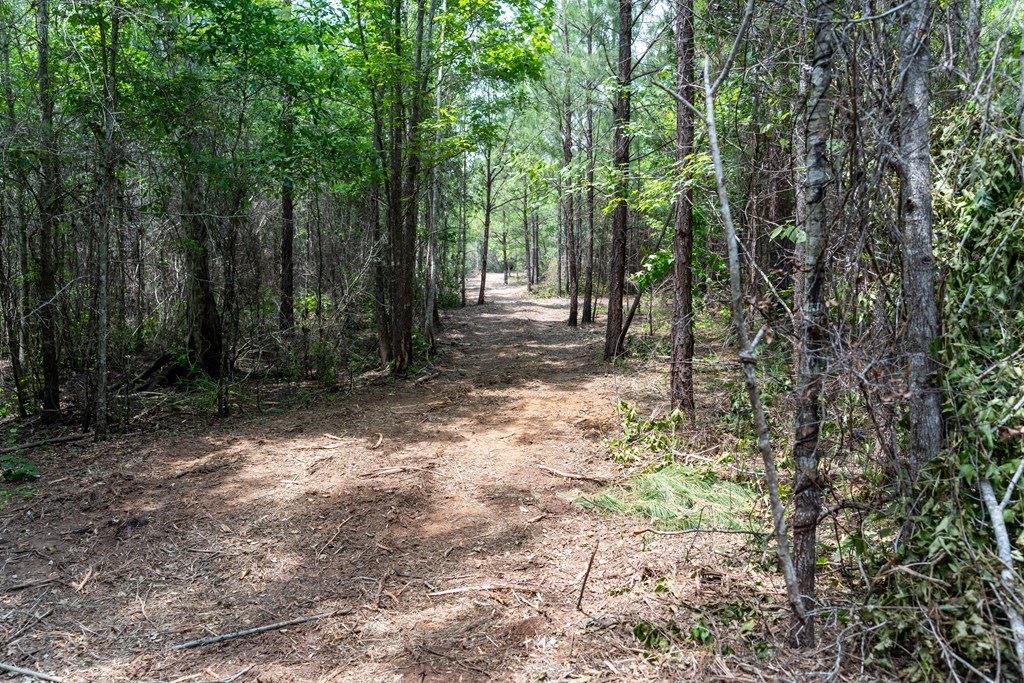 3 Comers Pond Road Pittsview, AL 36871 - Photo 20 of 51