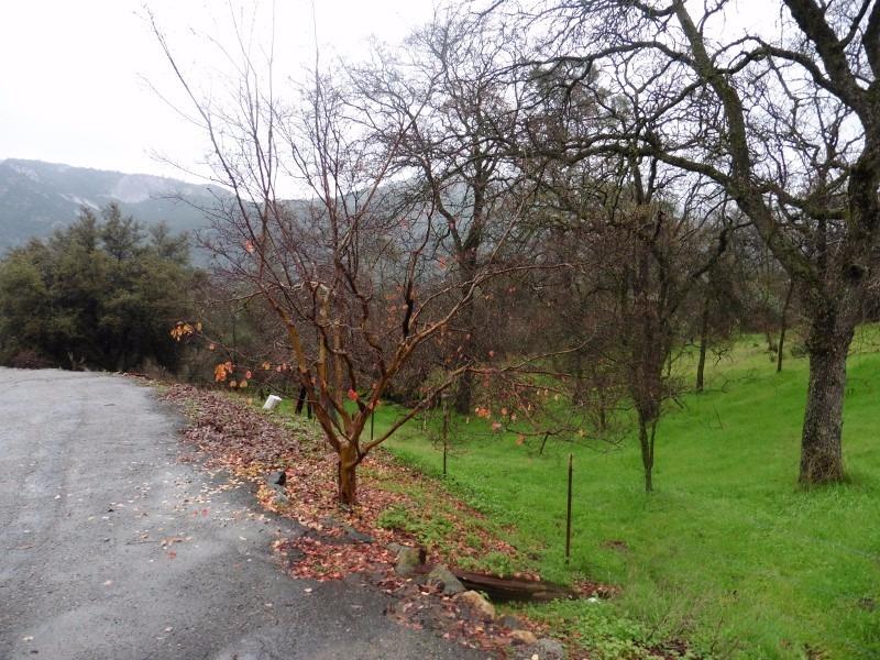 36810 Lodge Road Tollhouse, CA 93667 - Photo 29 of 37 Gallery Image 29